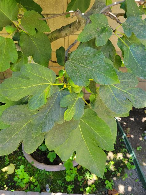 Newbie Fig Tree Variety Identification - Ourfigs.com