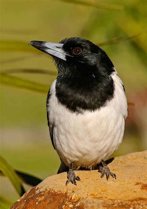 Free Images White Wildlife Wild Beak Black Fauna Close Up