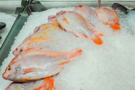 Fresh Red Nile Tilapia Fish Oreochromis Niloticus On Ice In Supermarket
