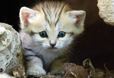 Rare And Unusual Sand Cat Kitten 13 Pics