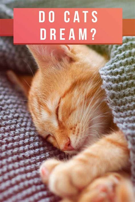 What Do Cats Dream About Dream Cgw