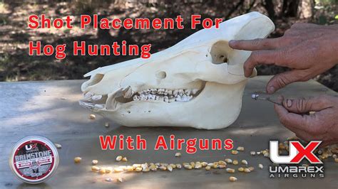 Shot Placement On Hogs For Quick Ethical Kills Using Airguns