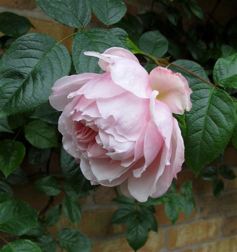 Pale Pink Climbing Rose The Generous Gardener 장미