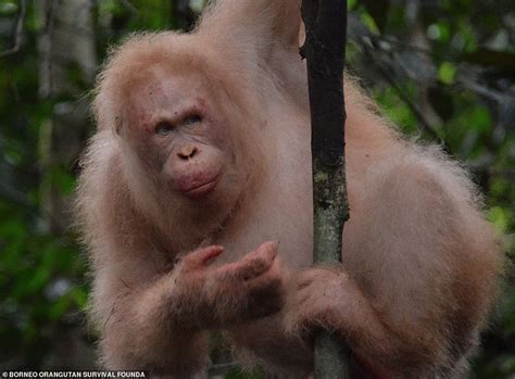 Worlds Only Albino Orangutan Alba Spotted Alive And Well In Borneo