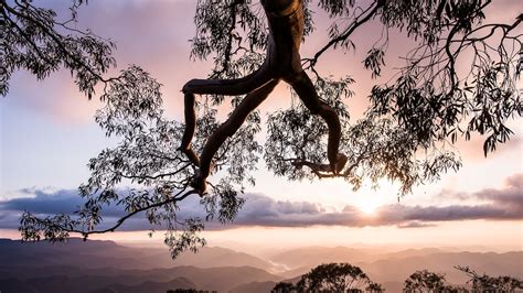 Gondwana Rainforests Of Australia Unesco World Heritage Site