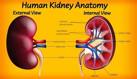 Diagram Of Kidneys In Body