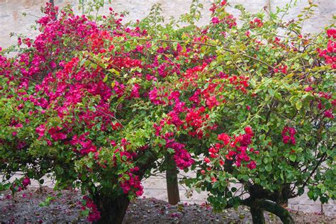 Grow Bougainvillea Vines For Mediterranean Flavor