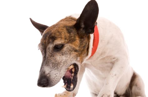 Vomiting Bile In Dogs Causes Symptoms Treatment Pets Wiki