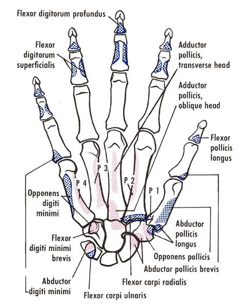 Bones Of The Right Hand Showing Muscular Attachments Anterior View
