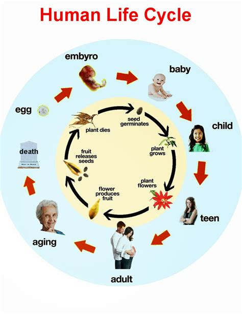 Life Cycle Of A Humen
