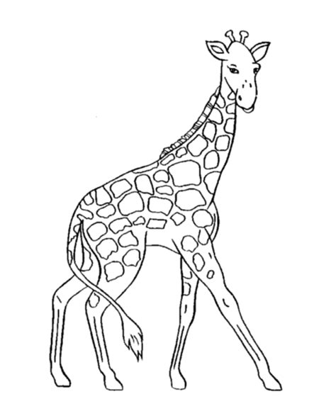 Giraffe Coloring Pages 2 Coloring Pages To Print