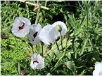 Mohn ist auch eine Blume Foto & Bild | pflanzen, pilze & flechten ...