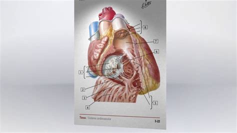 Netter Flashcards De Anatomía Hansen Jt Youtube