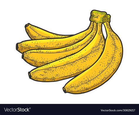 Banana Fruit Sketch Royalty Free Vector Image Vectorstock