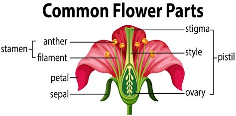 Diagram Identify And Label Diagram Of Flower Mydiagramonline