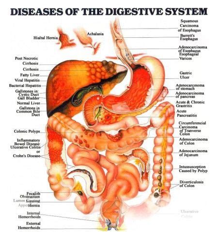 Digestive System Diagram Digestive Disease Digestive System Human Digestive System