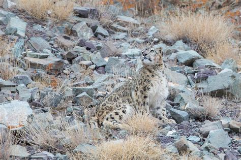 Can You Spot The Snow Leopard Amazing Photographs Show The Elusive