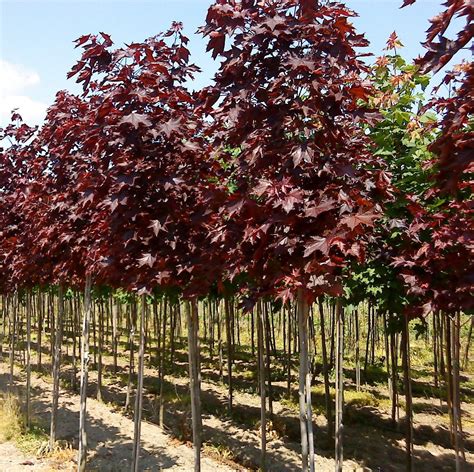 Acer Platanoides Royal Red Kopen Tuincentrumnl