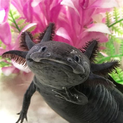 Axolotl Ambystoma Mexicanum Is A Salamander From The Molsalamanders