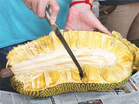 Superfood Jackfruit Jackfruit Goes Global How Indias Superfood Is