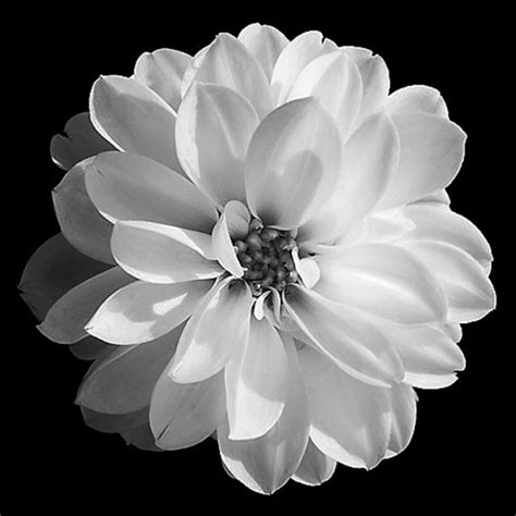 Flower black and white plant line drawing plant. Second Life Marketplace - White Flower on Black Picture