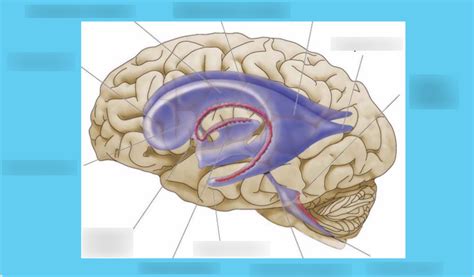 Ventricles Of The Brain Diagram Quizlet