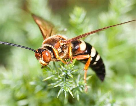 Cicada Killer Wasp 1 Allied Pest Solutions