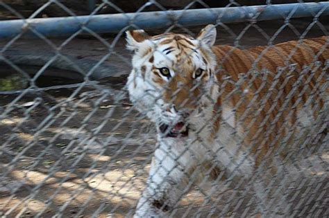 Prison Or Home To Animals A Deeper Dive Into Karachi Zoo