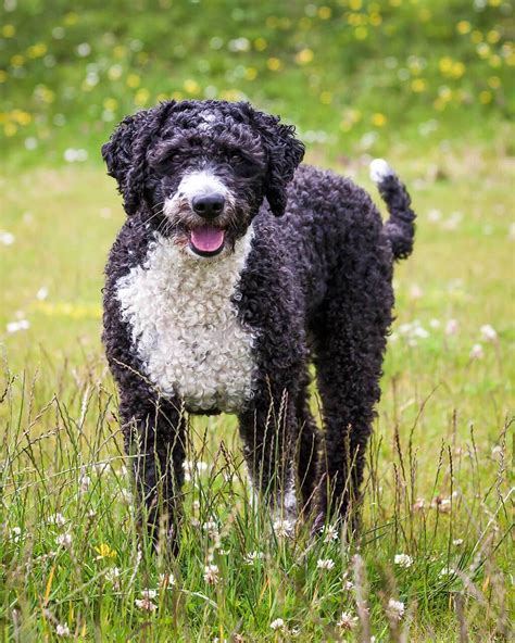 Spanish Water Dog Dog Breed Everything About Spanish Water Dogs