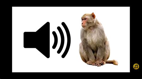Professional Angry Monkey Sound Effects Youtube
