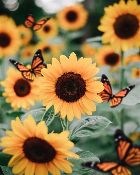 Sunflowers 🌻 On Twitter Sunflower Wallpaper Sunflower Pictures