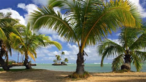 Coconut Tree On Beach Wallpaper Backiee