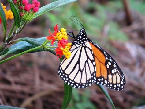 From sore thumbs by nathan peek band. Birds, Butterflies and a Snake in the Grass - Lemon Bay Conservancy