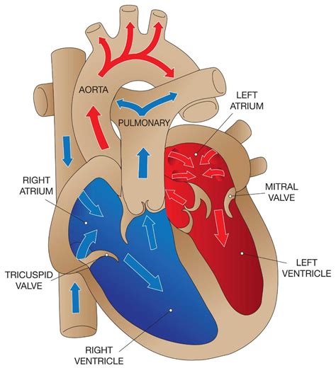Overview Of Valvular Disorders The Heart And Diving Dan Health And Diving