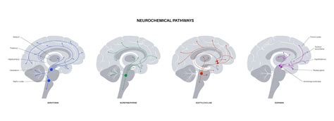 Premium Vector Neurochemical Pathway In The Brain Serotonin