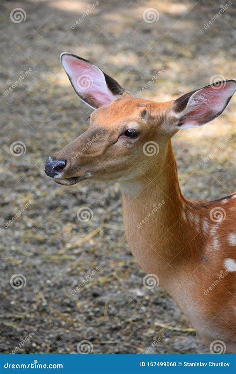 Deer Portrait Profile Animal Cute Stock Photo Image Of Portrait Deer