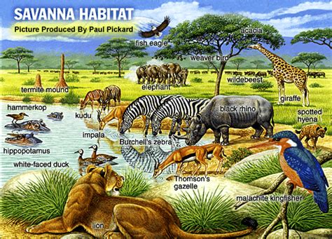 African Savanna Climate Dry Savannas Are Characterized By Unreliable
