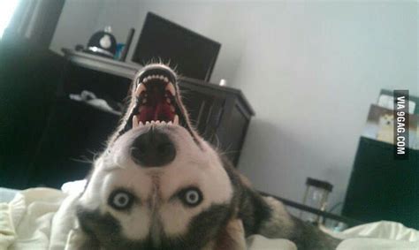 Lmao This Dog Looks Crazy As Hell Husky Dogs Pet Dogs Dog Cat Pets