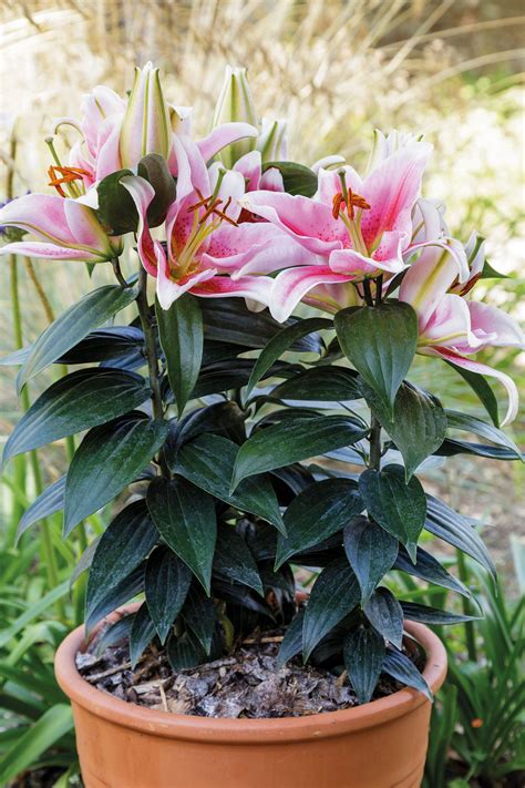 Tips For Planting Lilies In Containers Artofit