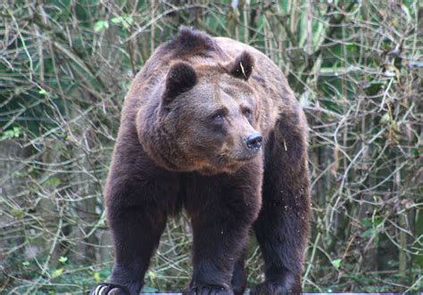 Definition European Brown Bear Ursus Arctos Arctos