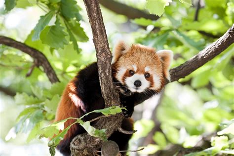 Red Pandas are the only species in their family, Ailuridae, making them