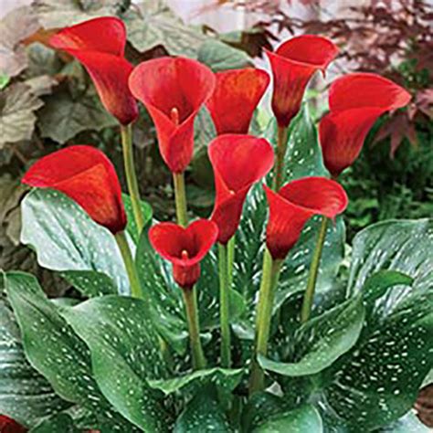 Calla Lilies To Buy Today From Riverside Bulbs