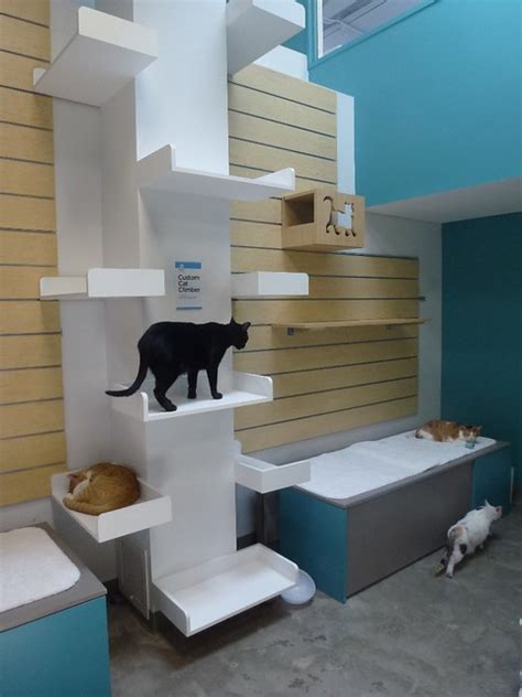 Senior Cat Room New Shelter Flickr Photo Sharing