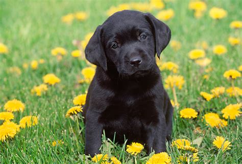 30 Wonderful Black Labrador Retriever