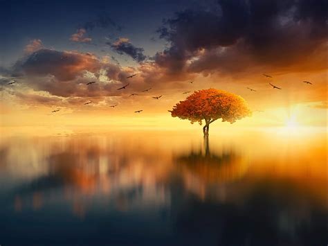 Lonely Tree Sea Tree Horizon Sunset Hd Wallpaper Peakpx