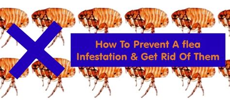 How To Prevent A Flea Infestation And Then Get Rid Of Them