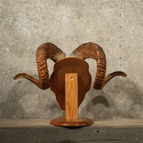 Corsican Ram Skull Back Horns Ram Horns Ram Skull