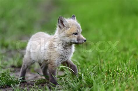 Fox Cub In Grass Stock Image Colourbox