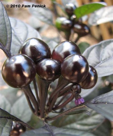 Black foliage is very trendy and black pearl delivers true black leaves to the full sun garden. Plant This: Aye, matey, 'Black Pearl' pepper is a real ...