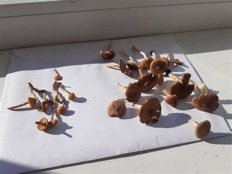 Need Help With Id Psilocybe Cubensispes Hawaii Outdoor Mushroom